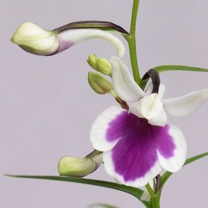 i0142-05無銘交配種 紫一点花の増殖品 ウチョウラン（山野草　ウチョウラン　イワチドリ　蘭　ラン　球根）