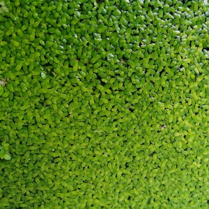 アオウキクサ　ボウル表面いっぱい　無農薬　緑のきれいなものを選んでお送りしています　金魚のおやつ