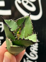 【AGAVE TITANOTA 】アガベ　チタノタ　ブラックファイヤー 黒火焔 強棘 特選子株004_画像2