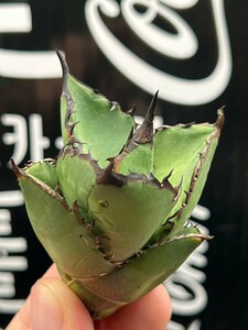 【AGAVE TITANOTA 】アガベ　チタノタ　ブラックファイヤー 黒火焔 強棘 特選子株004