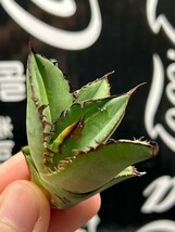 【AGAVE TITANOTA 】アガベ　チタノタ　ブラックファイヤー 黒火焔 強棘 特選子株 6_画像2