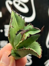 【AGAVE TITANOTA 】アガベ　チタノタ　ブラックファイヤー 黒火焔 強棘 特選子株　7_画像2