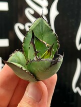 【AGAVE TITANOTA 】アガベ　チタノタ　ブラックファイヤー 黒火焔 強棘 特選子株10_画像6