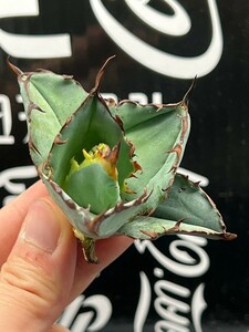 【AGAVE TITANOTA 】アガベ　チタノタ　BB　ブラックアンドブル　強棘 特選子株　1