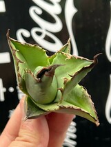 【AGAVE TITANOTA 】アガベ　チタノタ　ネコ爪子株　強棘 特選子株 1_画像6