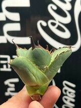 【AGAVE TITANOTA 】アガベ　チタノタ　アザラシ　強棘 特選子株 3_画像5