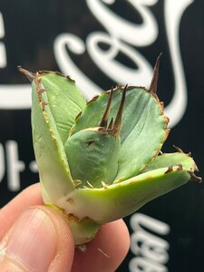 【AGAVE TITANOTA 】アガベ　チタノタ　アザラシ　強棘 特選子株 5