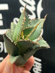 【AGAVE TITANOTA 】アガベ　チタノタ　オレンジ炎　強棘 特選子株 7