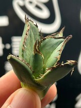 【AGAVE TITANOTA 】アガベ　チタノタ　オレンジ炎　強棘 特選子株 1_画像1