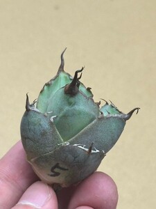 【AGAVE TITANOTA 】アガベ　チタノタ　ネコ爪子株　強棘 特選子株 2