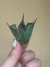 【AGAVE TITANOTA 】アガベ　チタノタ　ネコ爪子株　強棘 特選子株 8_画像3