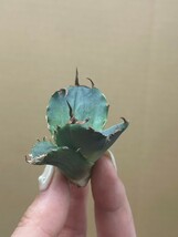 【AGAVE TITANOTA 】アガベ　チタノタ　アザラシ　強棘 特選子株 2_画像4