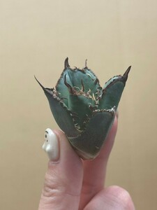 【AGAVE TITANOTA 】アガベ　チタノタ　オレンジ炎　強棘 特選子株 8