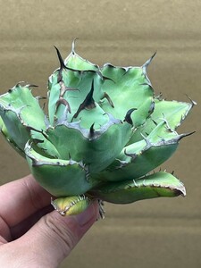 多肉植物　アガベ チタノタ　黒鯨　強棘 超良型株　特選 MAXAGAVE 珍しい　超大株2