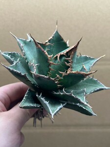 多肉植物　アガベ チタノタ　海王　強棘 超良型株　特選 MAXAGAVE 珍しい　超大株4