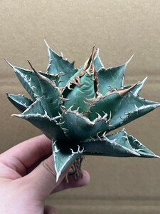 多肉植物　アガベ チタノタ　海王　強棘 超良型株　特選 MAXAGAVE 珍しい　超大株7