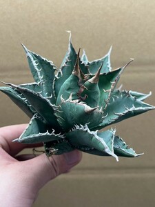 多肉植物　アガベ チタノタ　海王　強棘 超良型株　特選 MAXAGAVE 珍しい　超大株8