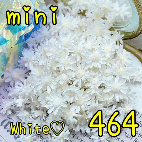 ドライフラワースターフラワーミニ464ホワイト