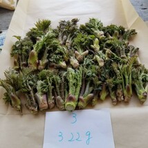 タラの芽 北海道 道東産 山菜 初採り 3 天然 たらの芽 無農薬 山菜の王様 300g_画像2