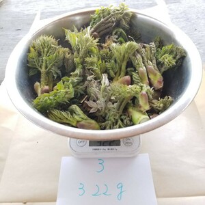 タラの芽 北海道 道東産 山菜 初採り 3 天然 たらの芽 無農薬 山菜の王様 300g