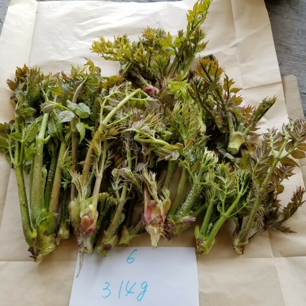 タラの芽 北海道 道東産 山菜 初採り 6 天然 たらの芽 無農薬 山菜の王様 300g 大 中 小　