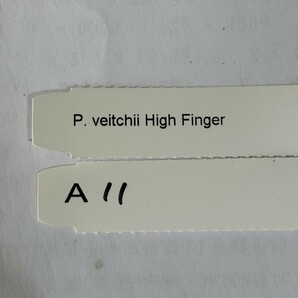 A11、P.Veitchii High Finger OC pup 子株 株分け の画像3