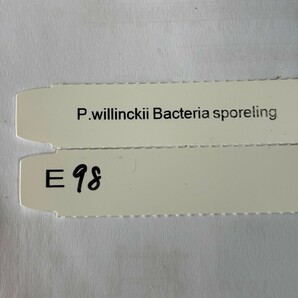 E98，P.Willinckii Bacteria sporeling の画像6