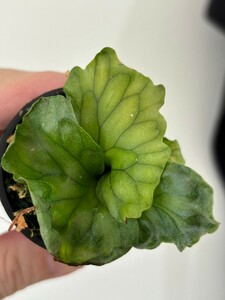 A7， P. Wandee dwarf &curl