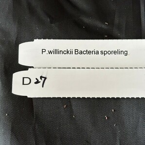 D27，P.Willinckii Bacteria sporeling の画像6
