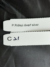 C21， P. Ridleyi dwarf silver リドレイドワーフ _画像6