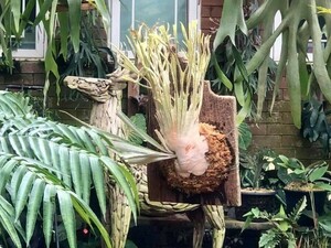 D29,P. Veitchii High Finger sporeling i love FERNS nursery 