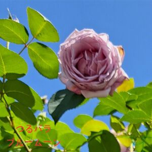 薔薇苗 つるバラ 大輪 ブルームーン