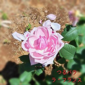 薔薇苗 つるバラ 強香 四季咲き ラ・フランス