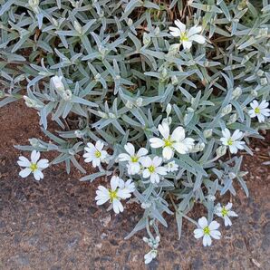 白耳菜草 シロミミナグサ セラスチウム 夏雪草