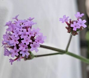 花苗 三尺バーベナ 9本