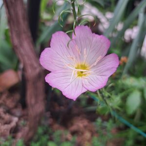 花苗 オエノセラ 昼咲き月見草 ヒルザキツキミソウ