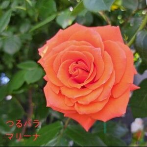 薔薇苗 つるバラ 大輪 オレンジ 一季咲 マリーナ