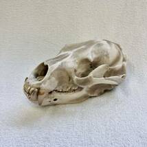 【稀少】ツキノワグマ 月の輪熊 頭骨 熊頭骨 頭蓋骨 熊 頭骨 スカル 骨格標本 牙 _画像1