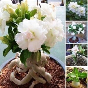 【珍種】八重咲きアデニウム種3個(ホワイト) 塊根植物　珍種　海外輸入　種子　薔薇　可愛い　