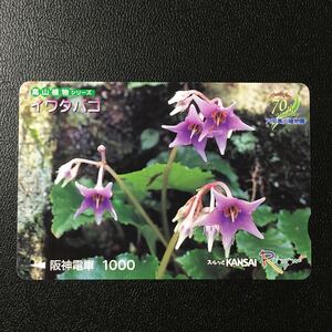 阪神/高山植物シリーズ30「イワタバコ」ーらくやんカード(使用済スルッとKANSAI)