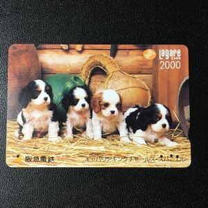 1996年1月15日発売柄ー子犬シリーズ「キャバリアキングチャールス・スパニエル」ー阪急ラガールカード(使用済スルッとKANSAI)