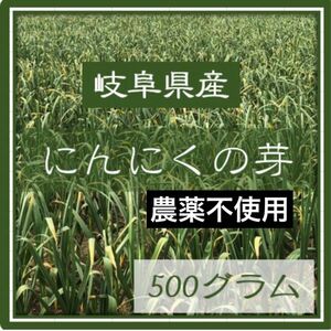 岐阜県産　にんにくの芽　500グラム　農薬不使用　農家直送　NO3