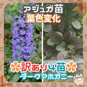 F【訳あり】4月下旬花終り◆①アジュガ苗4苗10cm-15㎝◆ダークマホガニー◆グランドカバー