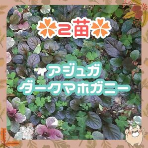 F【訳あり】◆2苗約10-15㎝◆⑤アジュガ苗ダークマホガニー◆グランドカバー