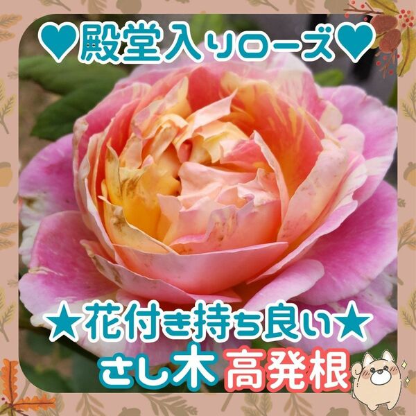 F◆高発根◆殿堂入りローズさし木x3本 約10cm③◆クロードモネ◆花付き良い薔薇