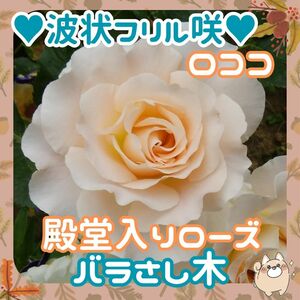 F◆ロココ薔さし木x3本殿堂入りローズ◆フリルひらひら咲ロココ　つる薔薇