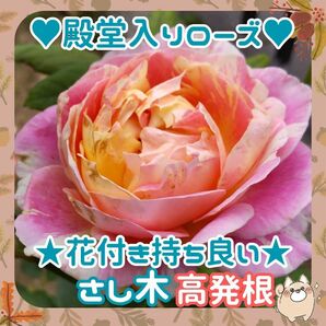 F◆高発根◆殿堂入りローズさし木x3本 約10cm◆クロードモネ◆花付き良い薔薇