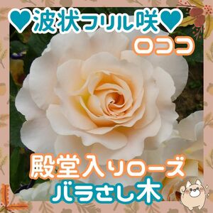 ◆ロココ薔さし木x3本殿堂入りローズ◆フリルひらひら咲◆つる薔薇