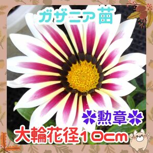 F◆大輪10cm(Y14)◆勲章ガザニア苗◆ニューデイ ローズストライプ