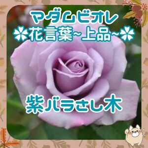 F* flower words ~ on goods ~*ma dam biore( vi ore)① light purple rose ...x3ps.